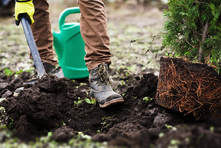 Tree Planting