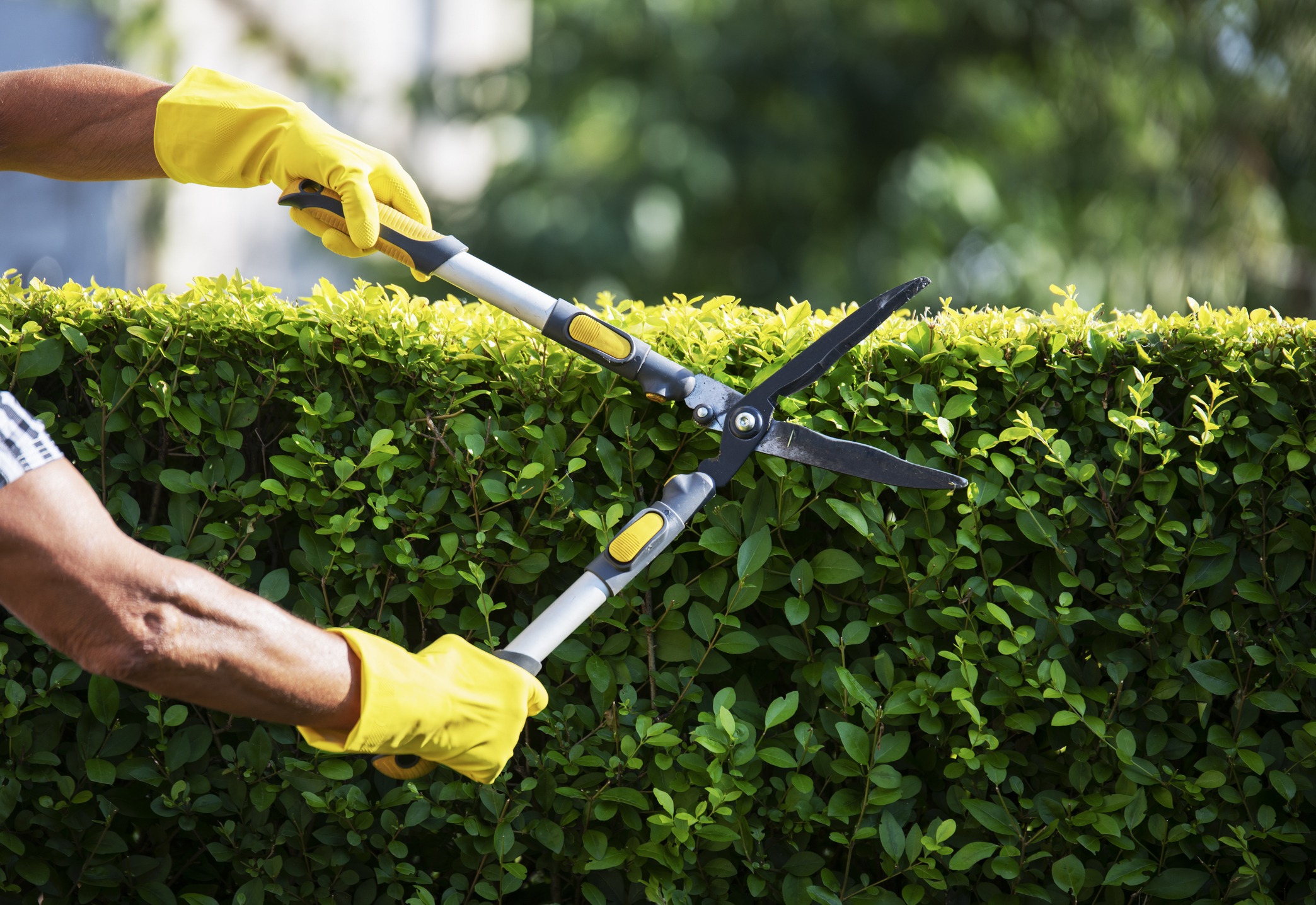 Person trimming hedge with garden shears