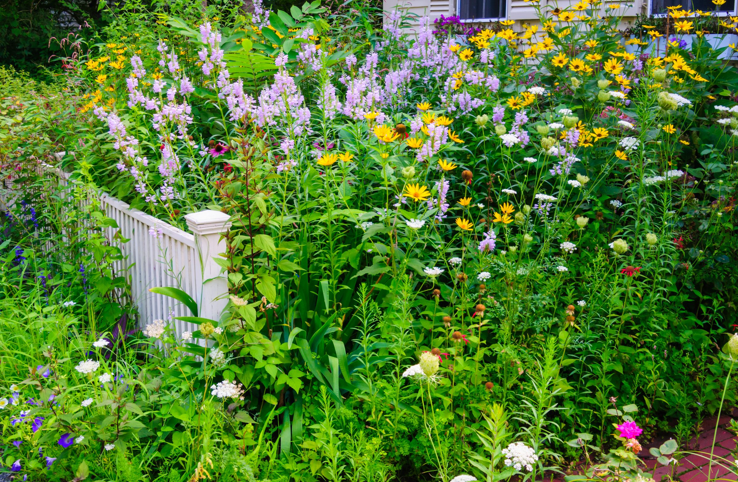 Colorful garden with wildflowers and white fence