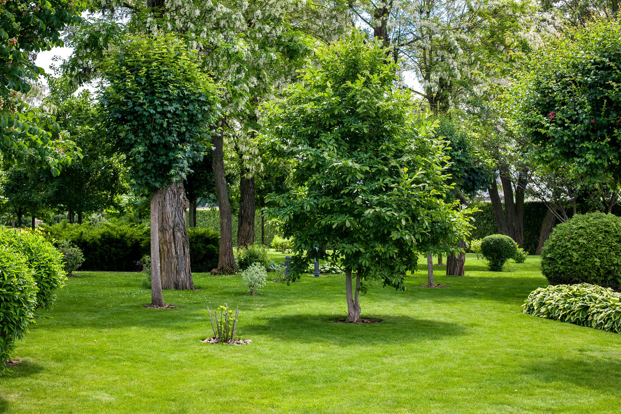 Lush green park with trees and grass landscape.