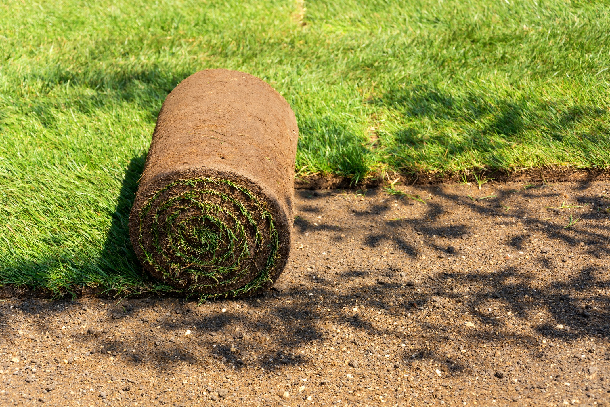 Rolled sod laying on freshly prepared soil