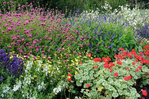 Vibrant garden with diverse colorful flowers in bloom.