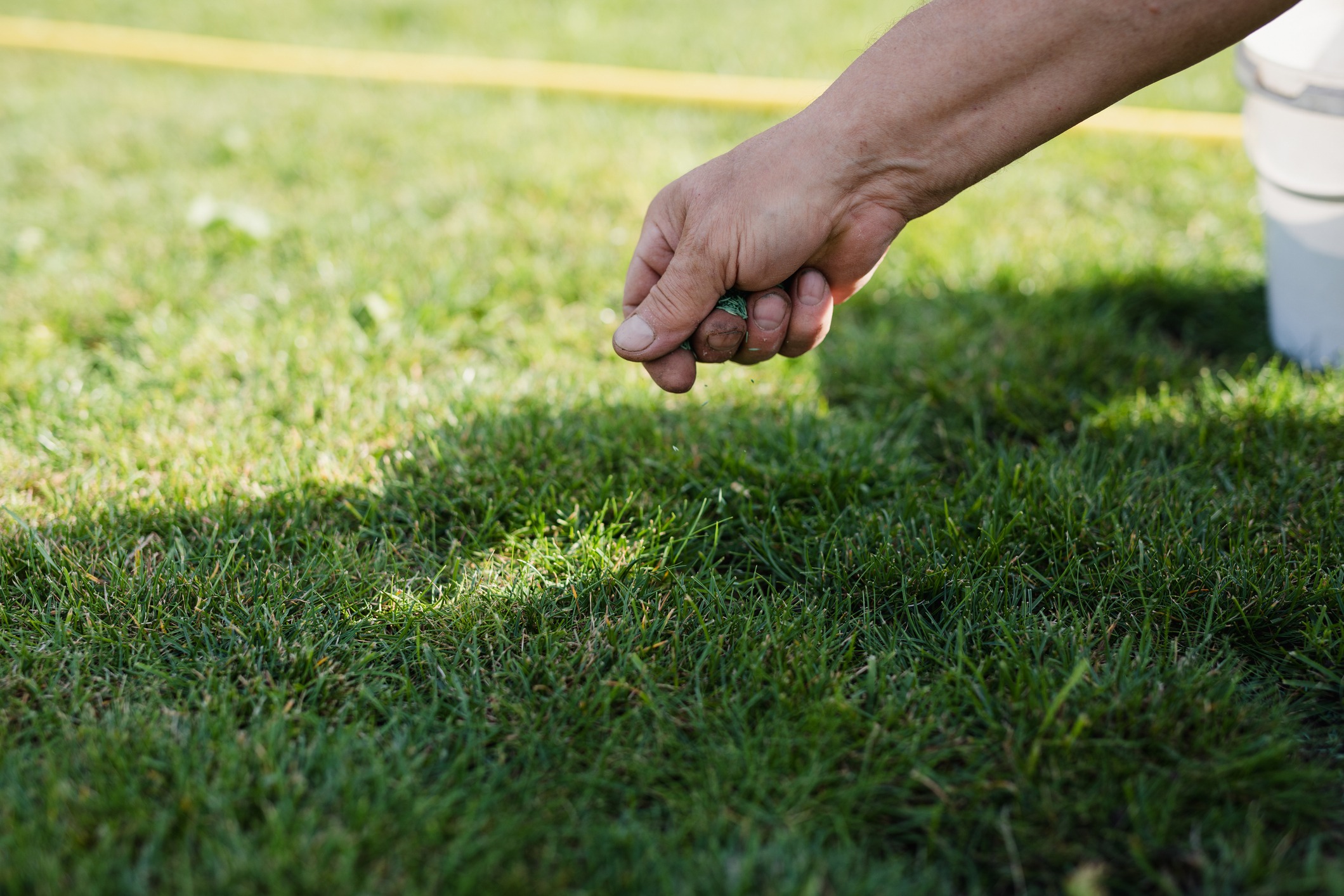 Person seeding grass on a lawn
