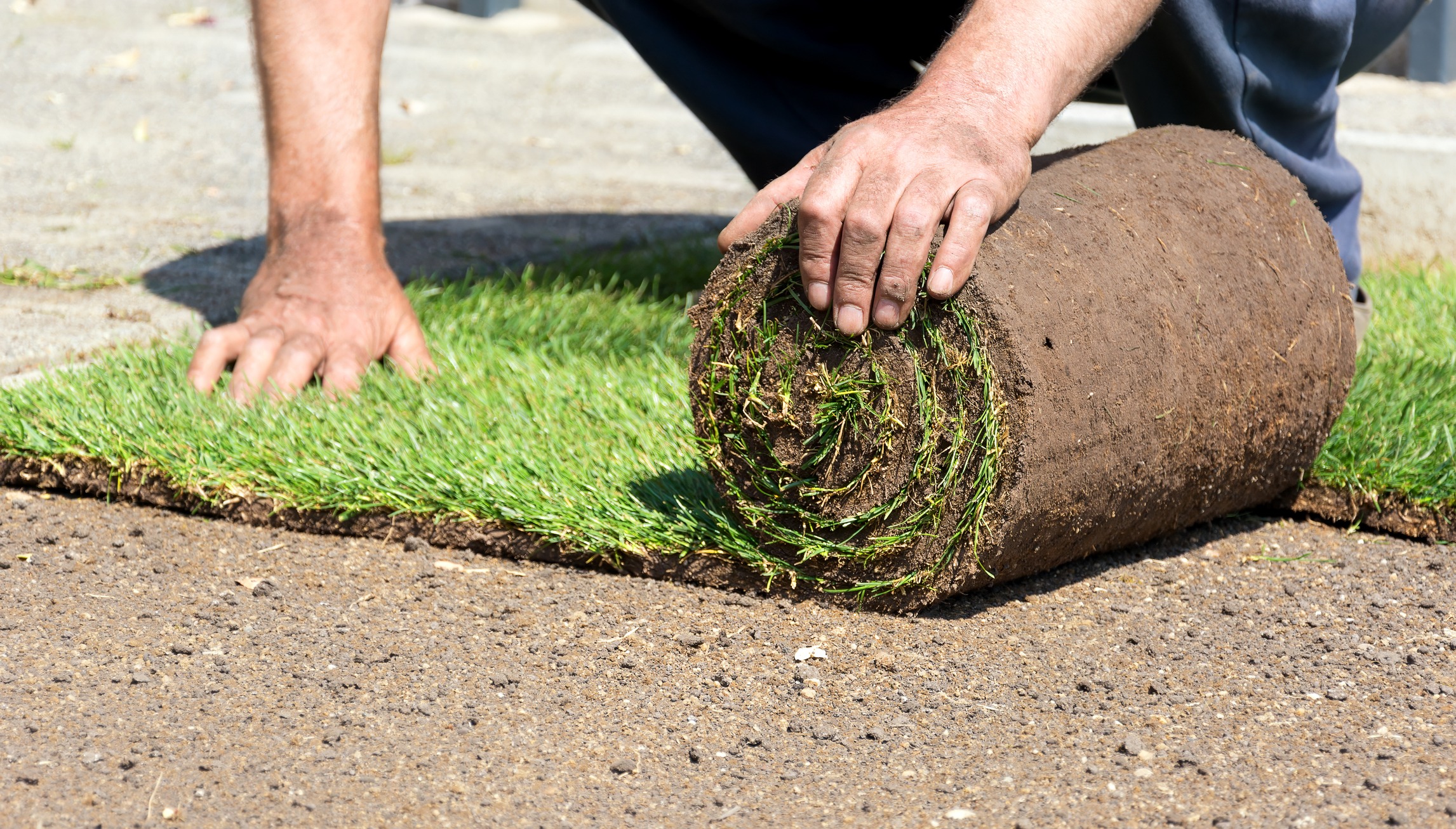 Person laying rolled sod on ground
