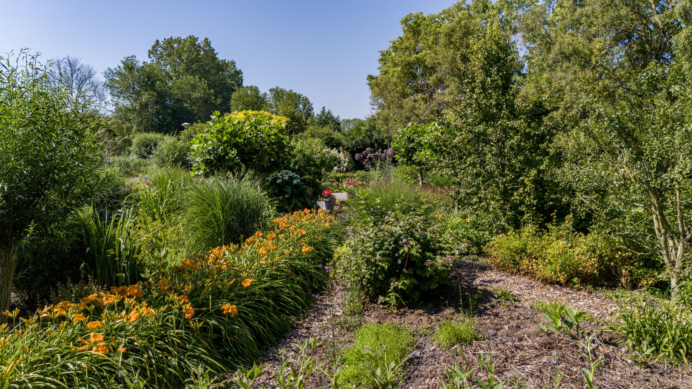 Lush garden with vibrant flowers and greenery.