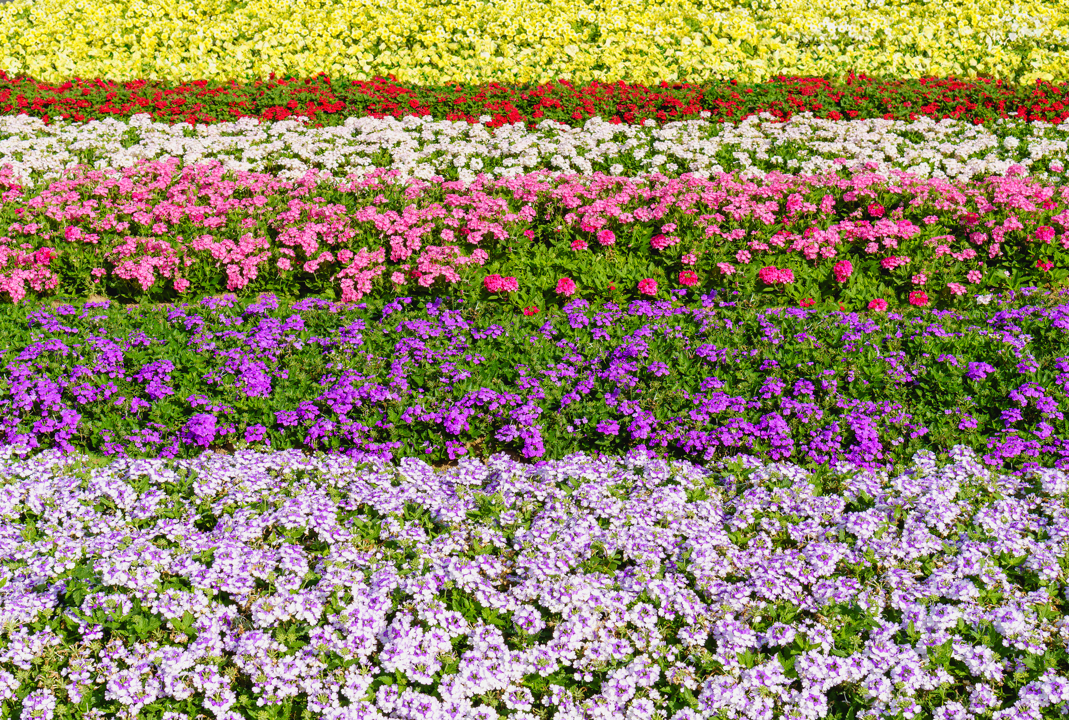 Colorful flower fields in full bloom