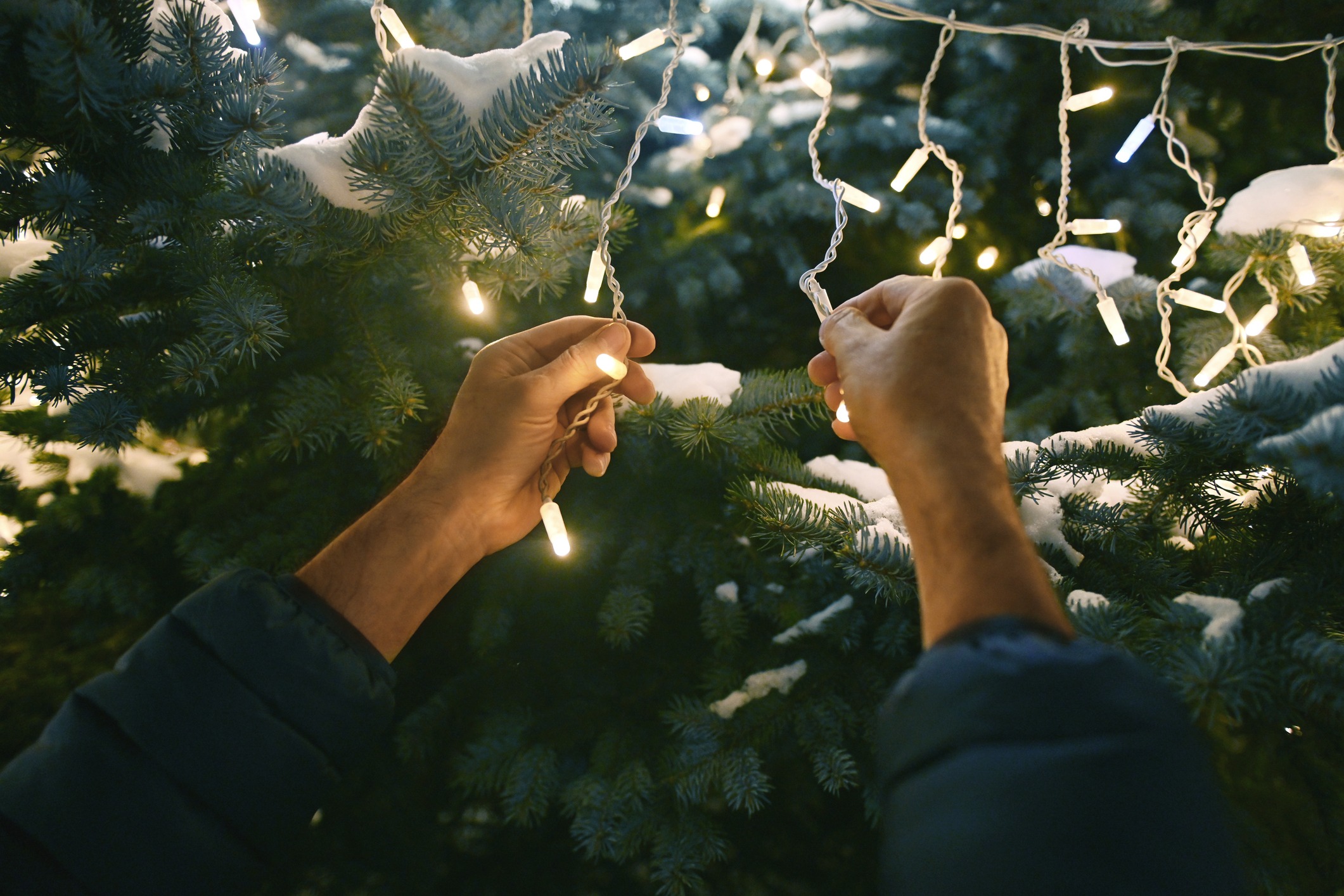 Hands stringing lights on snow-covered tree