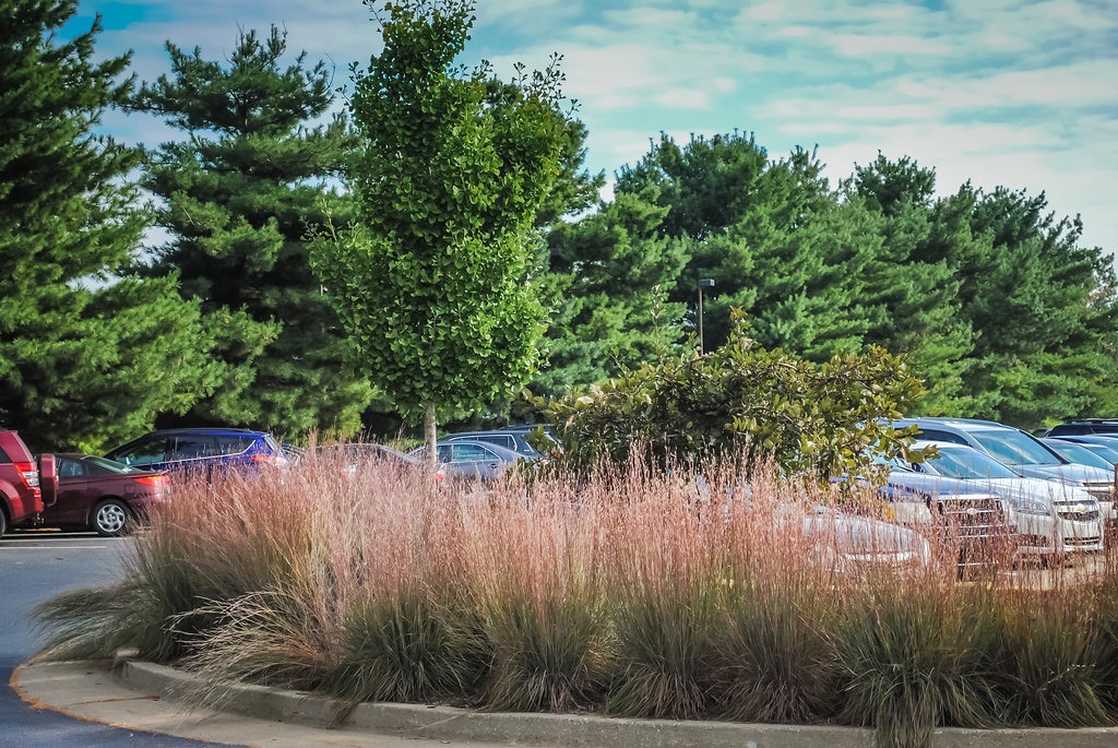 Parked cars surrounded by trees and tall grass landscape.